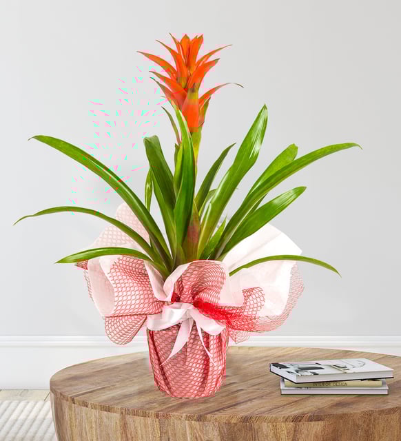 Kırmızı Guzmania Çiçeği