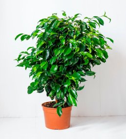 Ficus Benjamin Daniella Bitkisi Yeşil Yapraklı