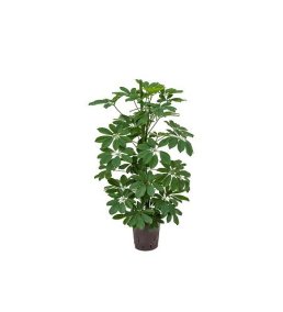 ŞEFLERA BİTKİSİ -Schefflera Arboricola 1 Gövdeli-100cm